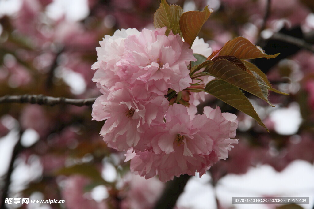 粉嫩樱花绽放枝头