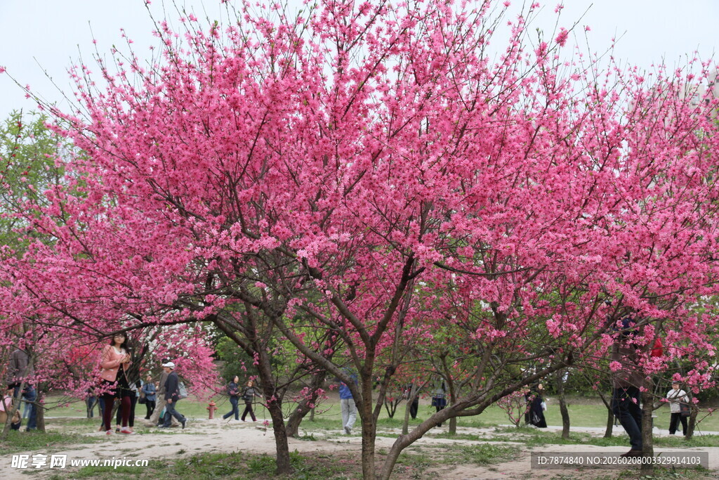 烂漫盛开的粉色繁花美景