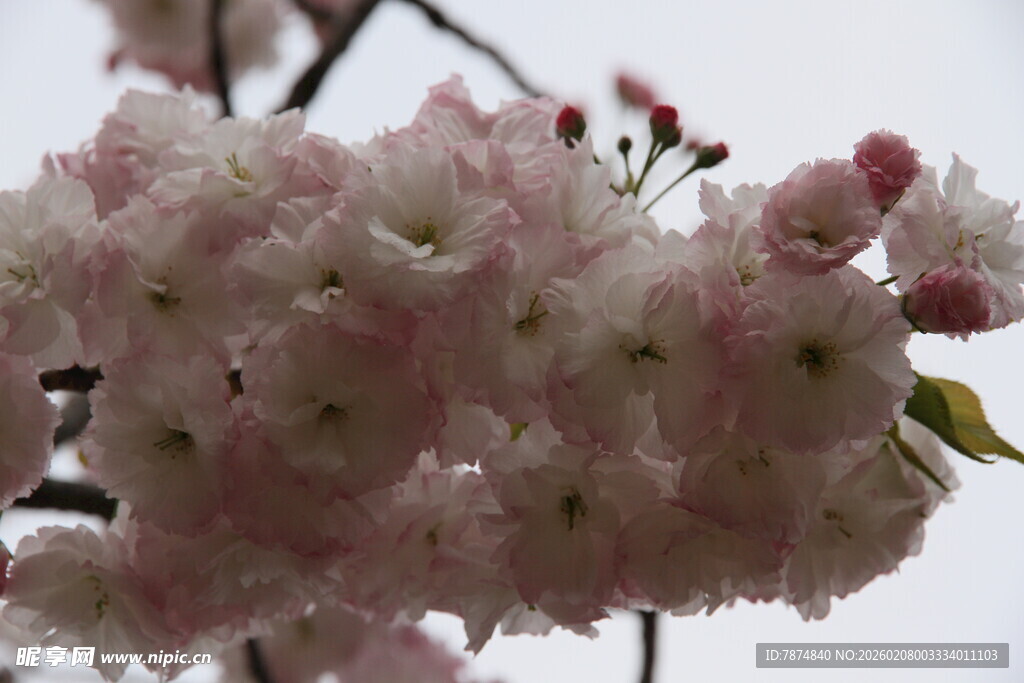 枝头绽放的粉嫩樱花