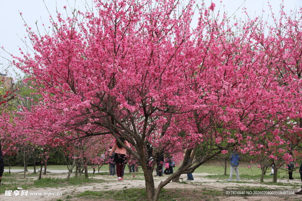 盛开的粉色繁花树