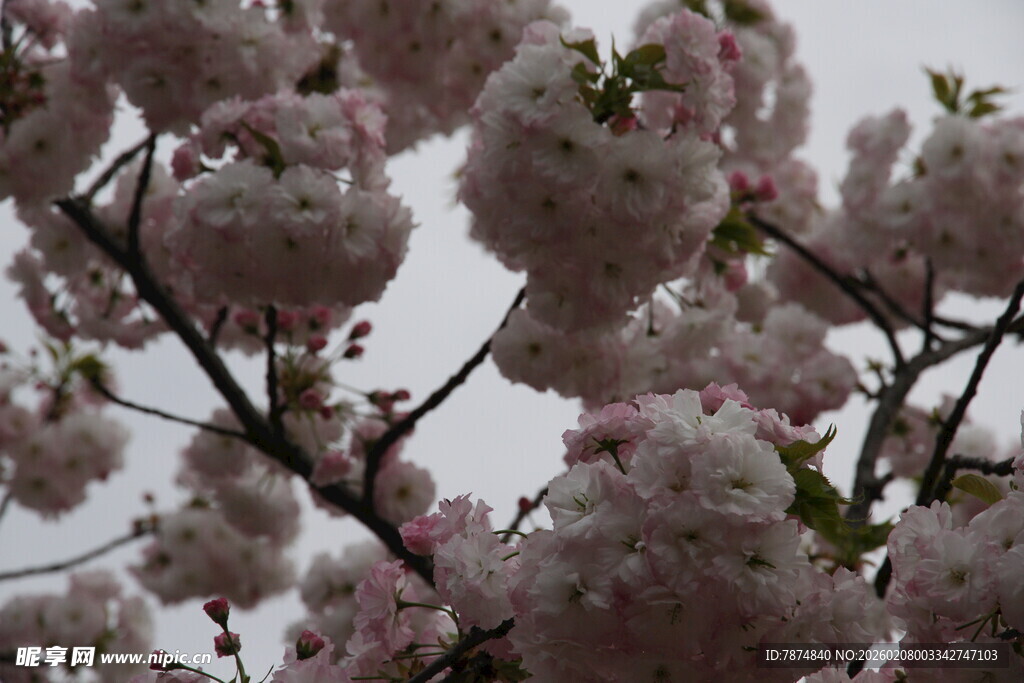 枝头烂漫樱花绽放