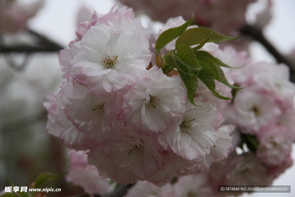 娇艳绽放的粉色樱花