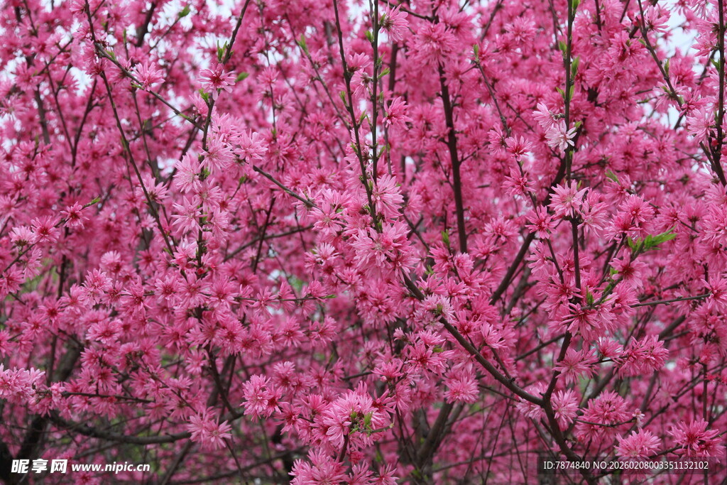 烂漫盛开的粉色繁花