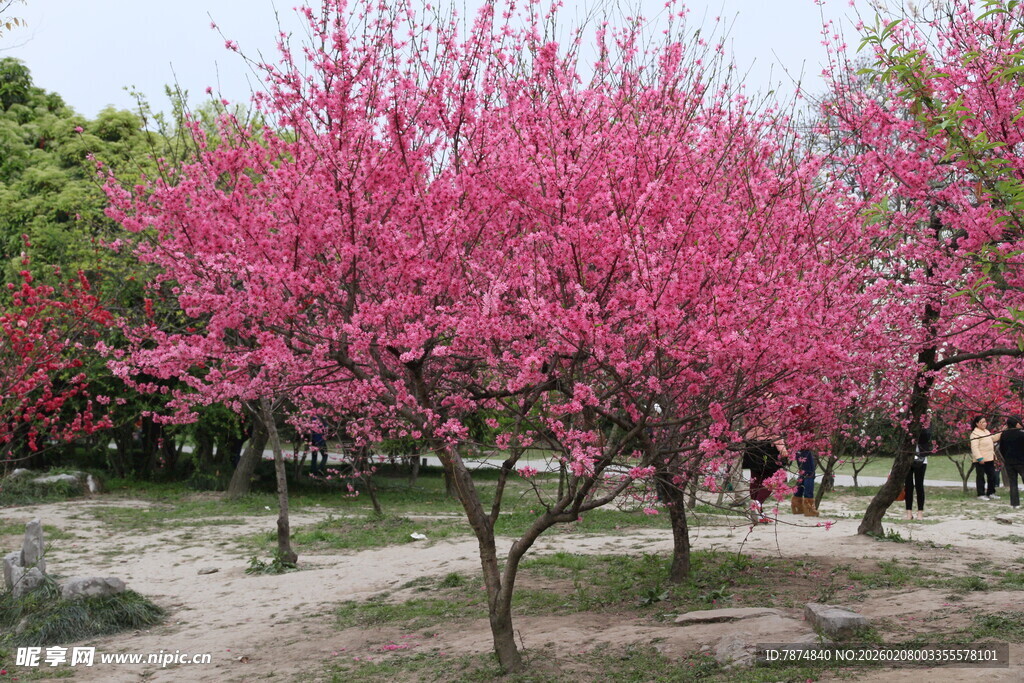 春日烂漫盛开的粉色桃花