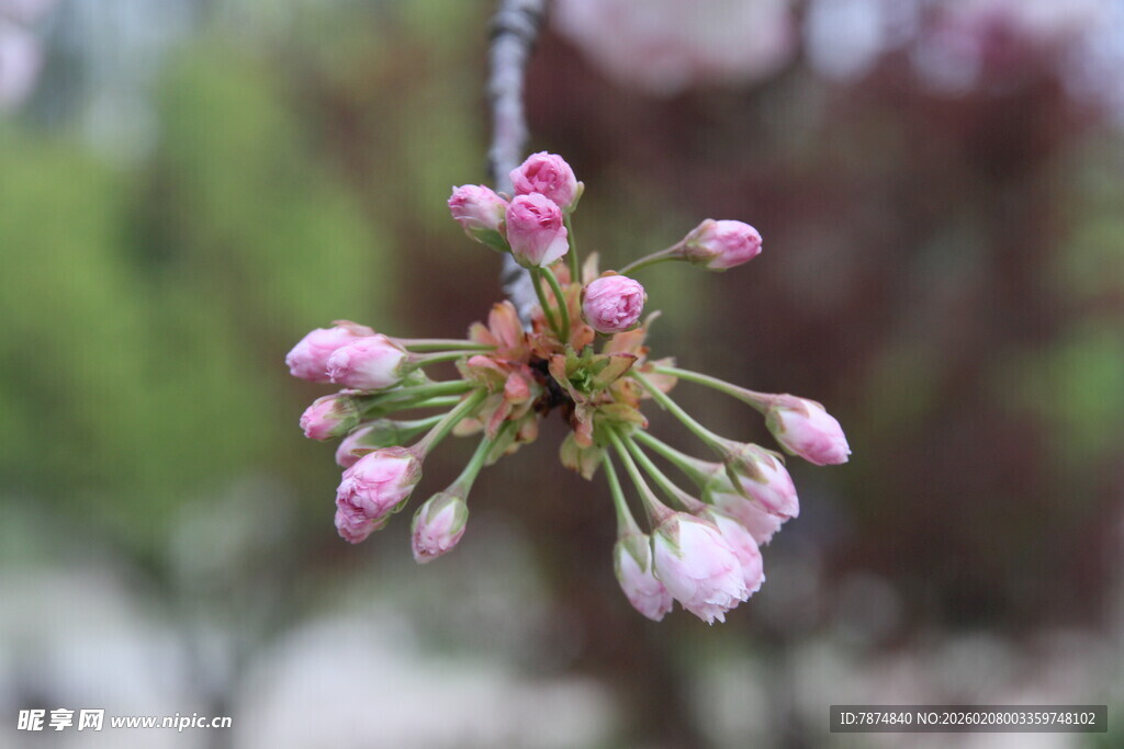 枝头粉嫩樱花花苞初绽