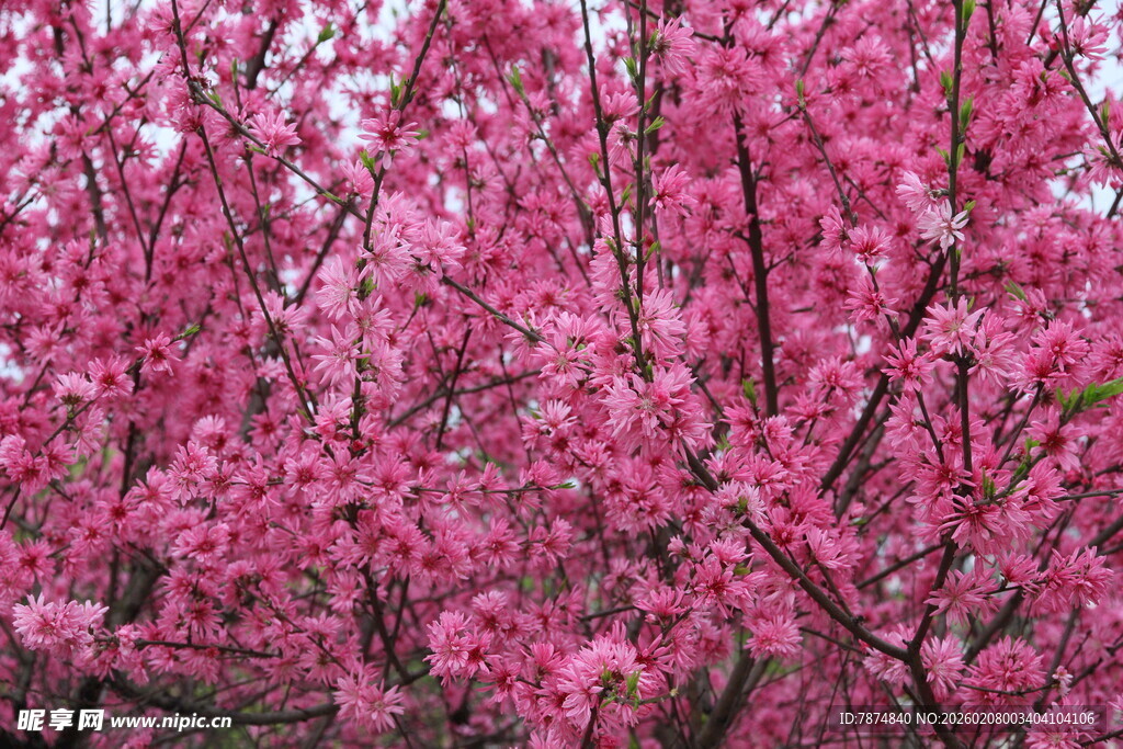 烂漫盛开的粉色繁花