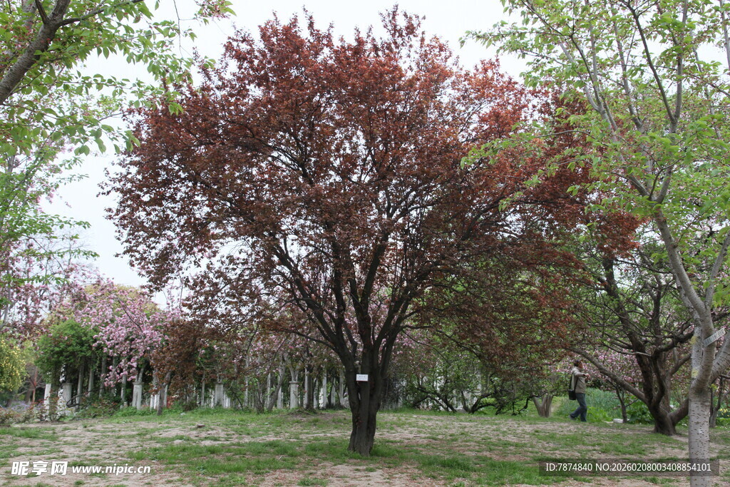 公园中的多彩树木景观