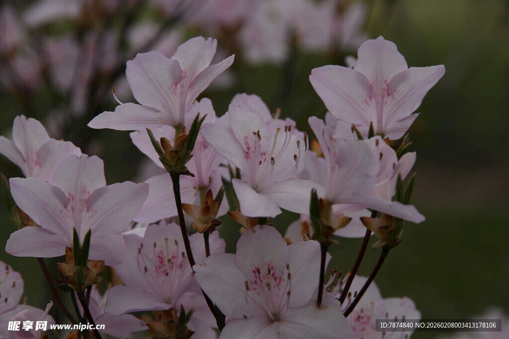 粉嫩绽放的美丽杜鹃花