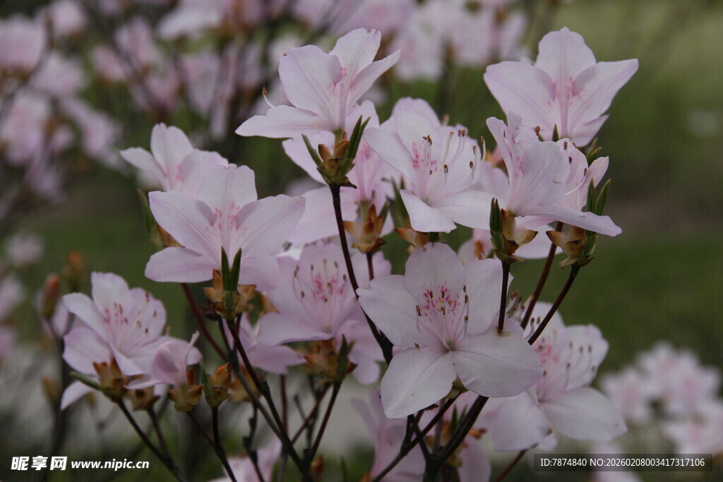 粉色烂漫杜鹃花绽放