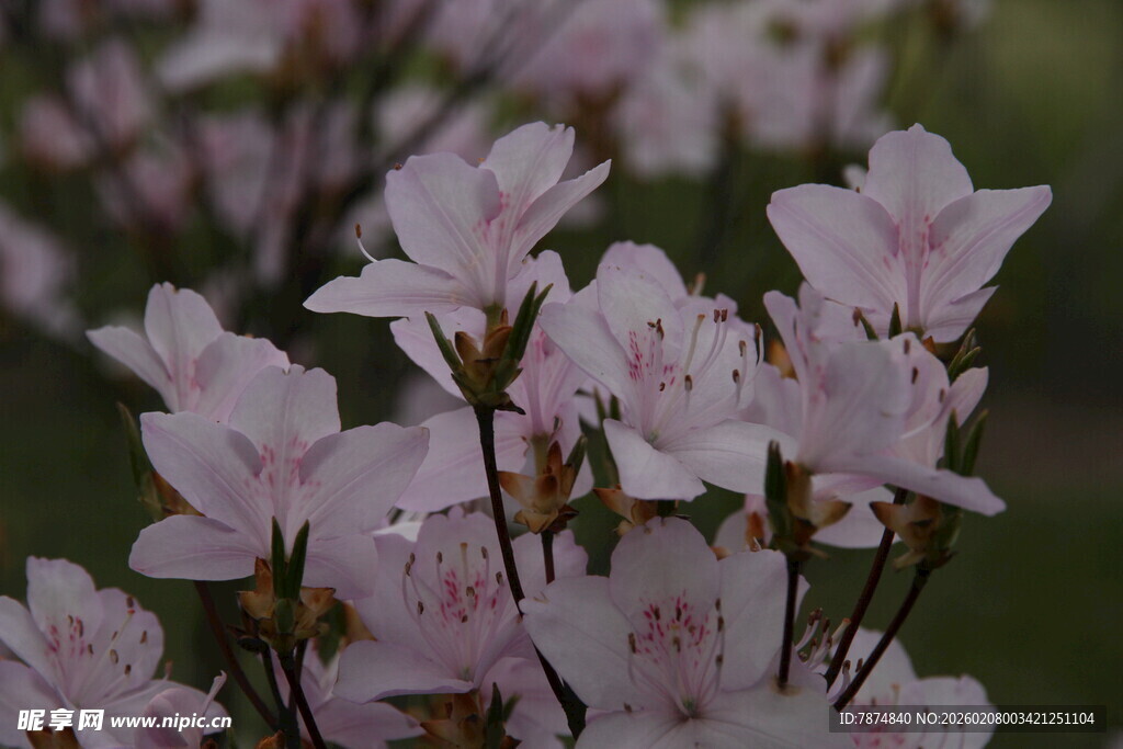 粉嫩绽放的美丽杜鹃花