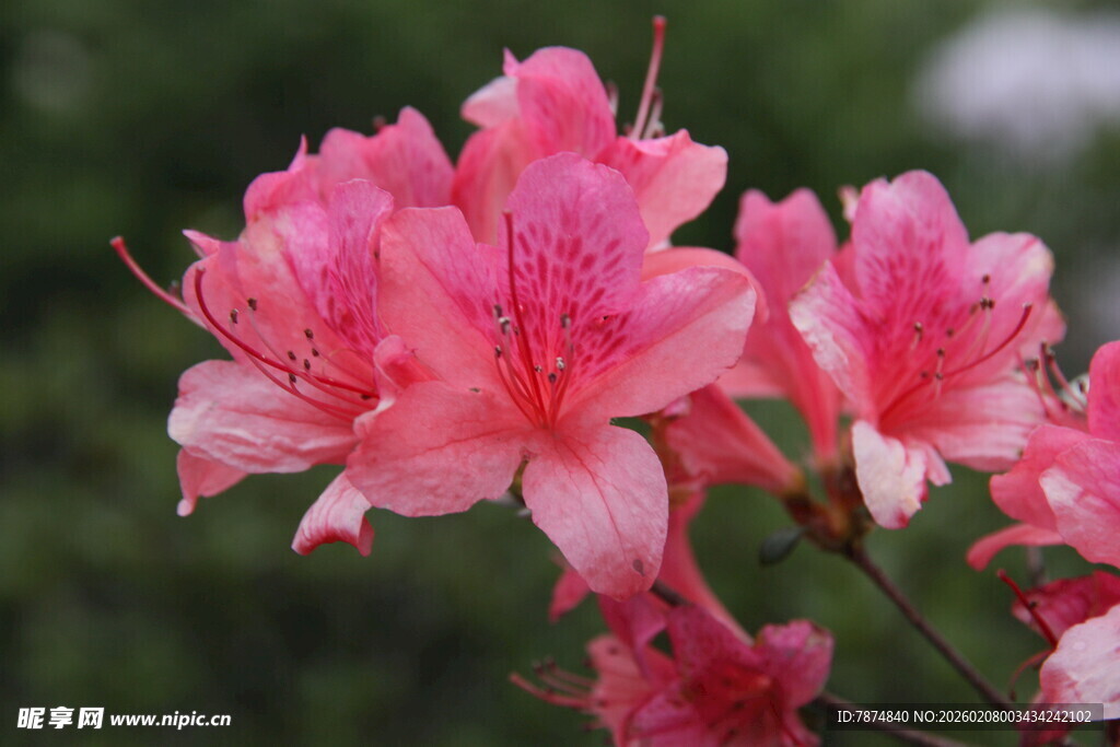 娇艳盛开的粉红色杜鹃花