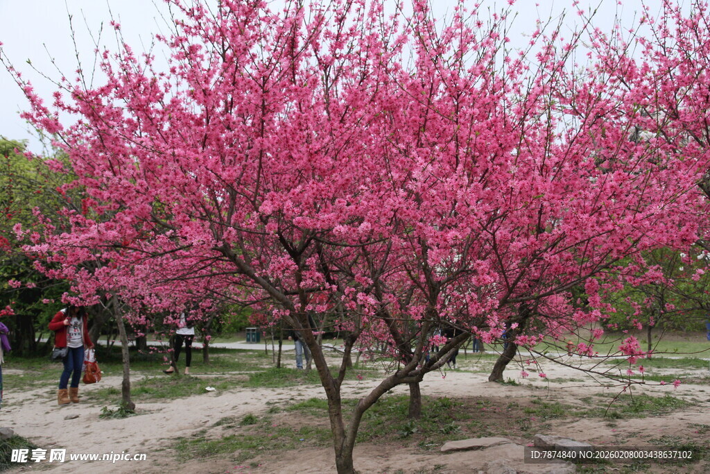 春日盛开的烂漫粉色繁花