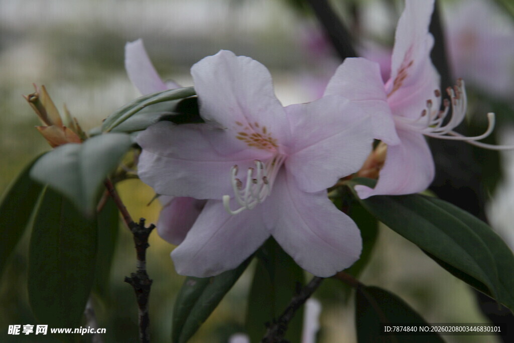 淡粉杜鹃花绽放