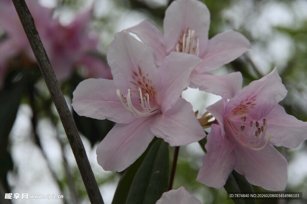 娇艳粉色花朵绽放枝头