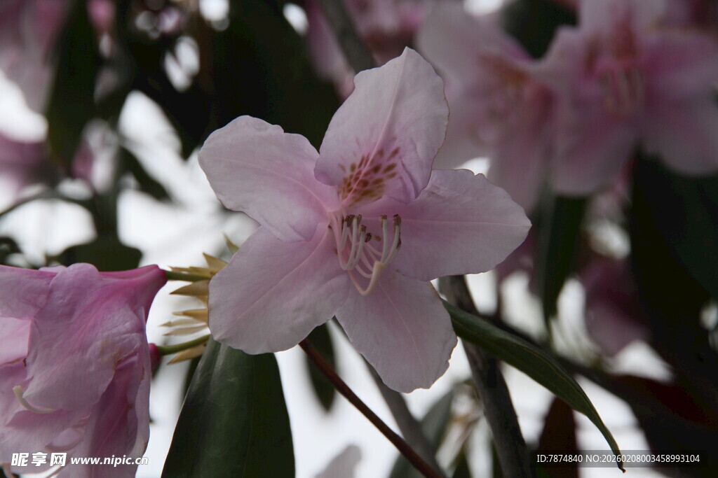 粉艳杜鹃花绽放