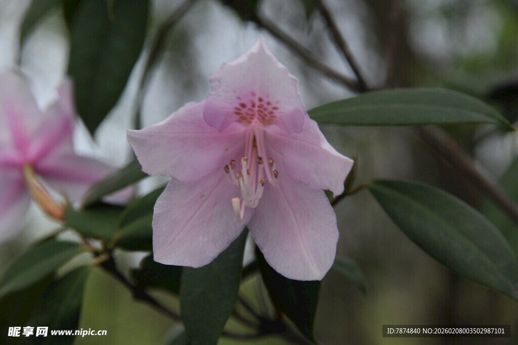 娇艳粉色花朵绽放枝头