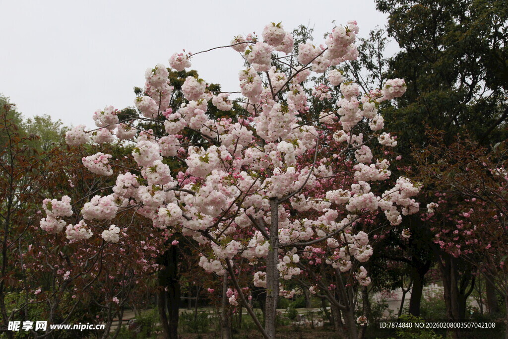 盛开的美丽玉兰花树