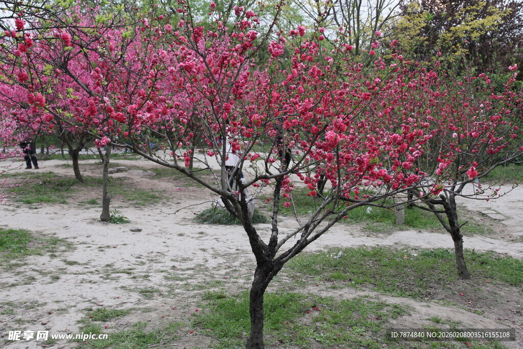 春日盛开的艳丽粉色桃花树