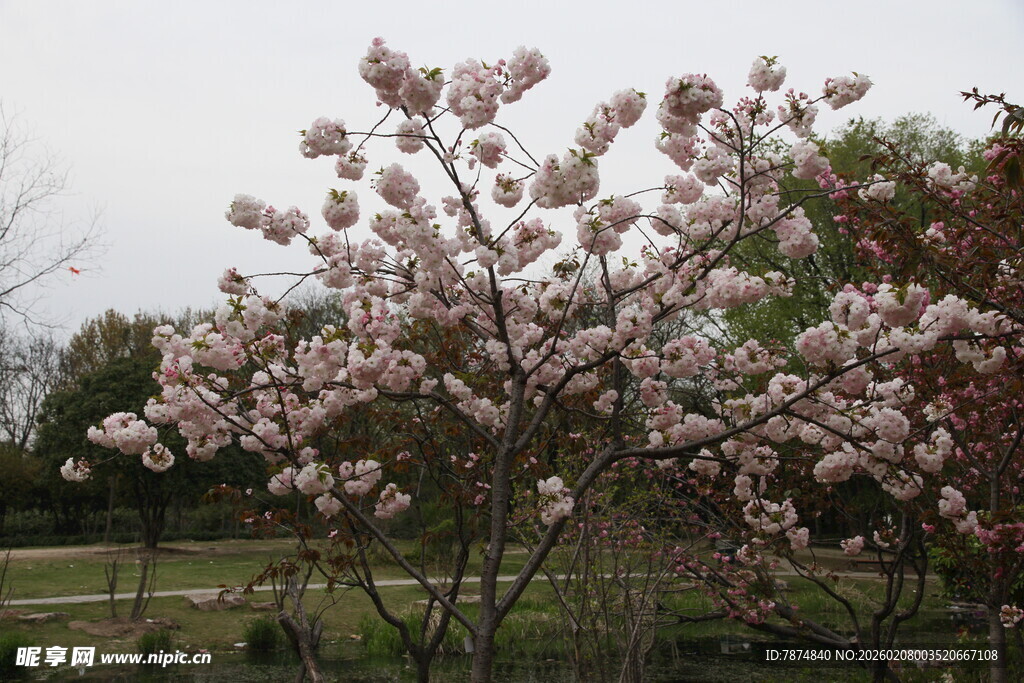 春日绽放的烂漫繁花