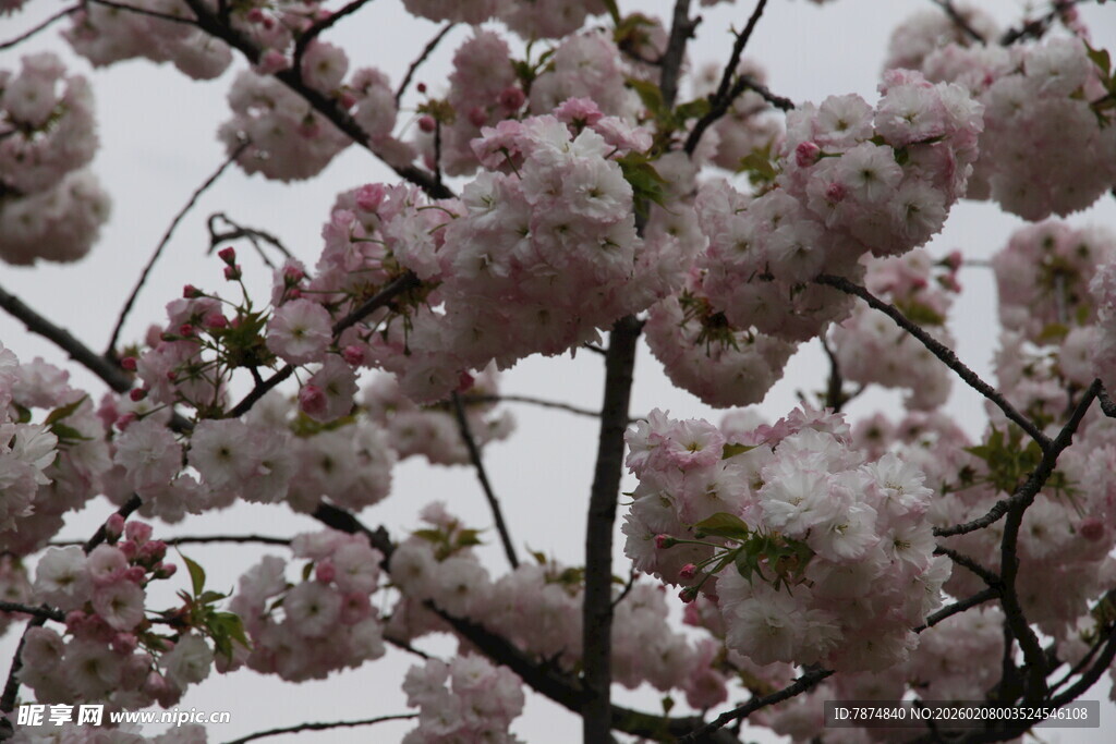 盛开的粉色樱花枝头