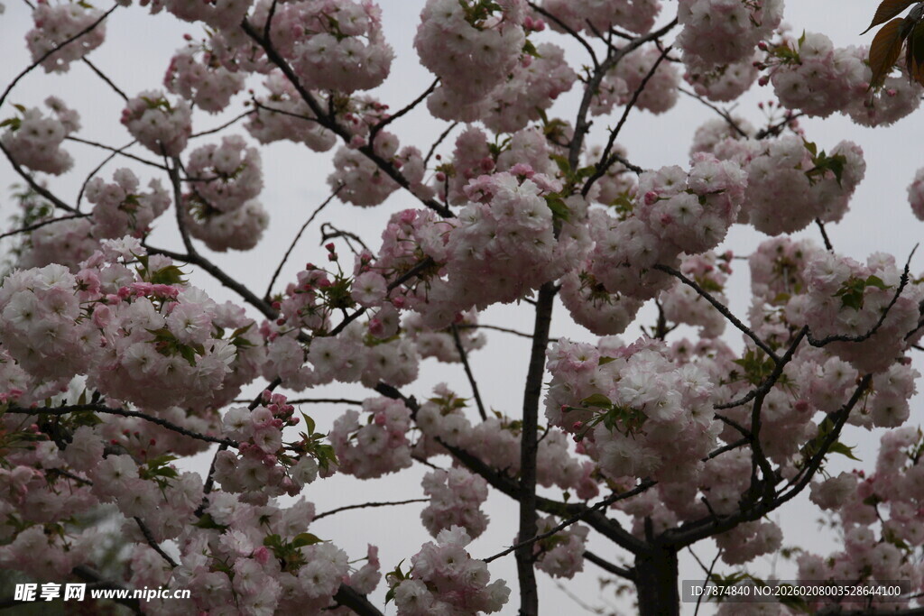 盛开的粉色繁花枝头
