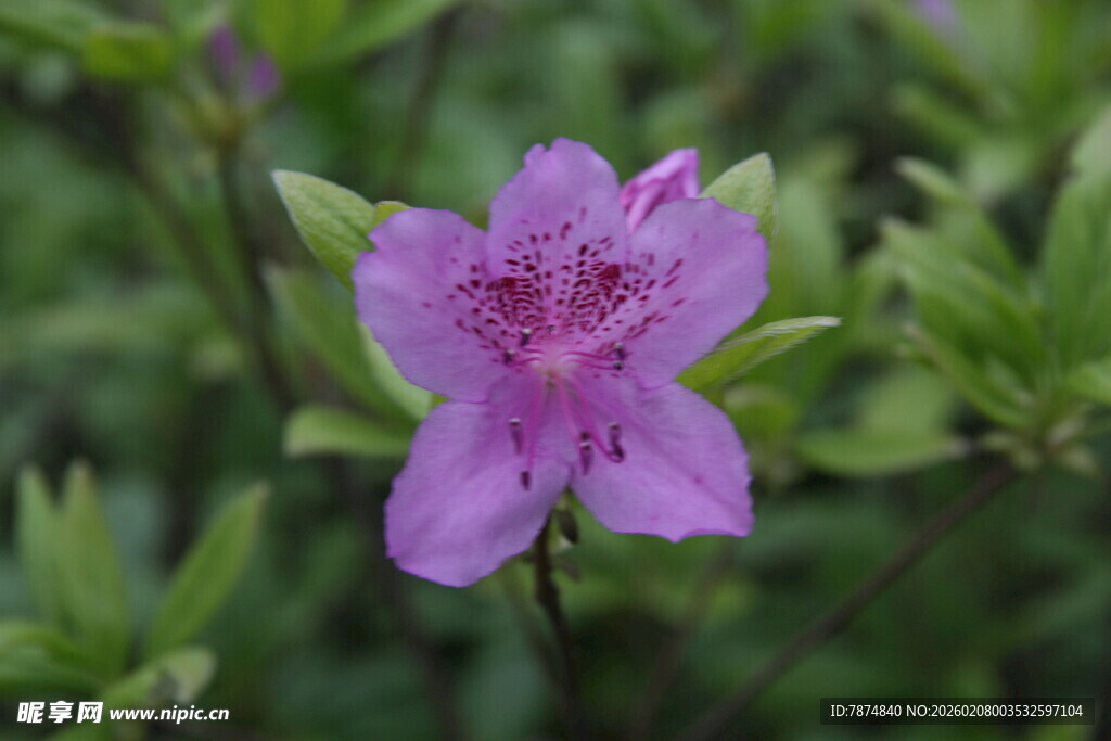娇艳紫色小花绽放