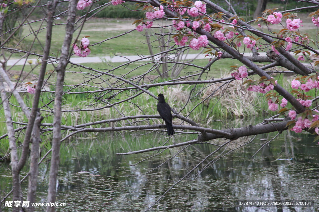 溪边绽放的粉嫩花枝