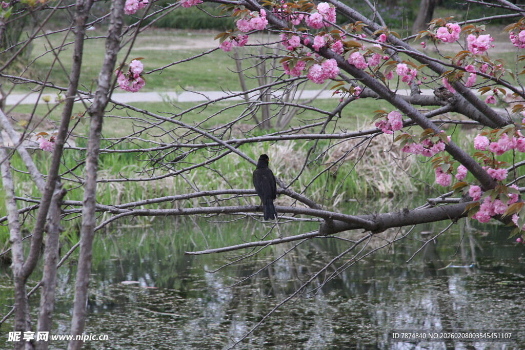 枝头繁花间的栖息鸟儿