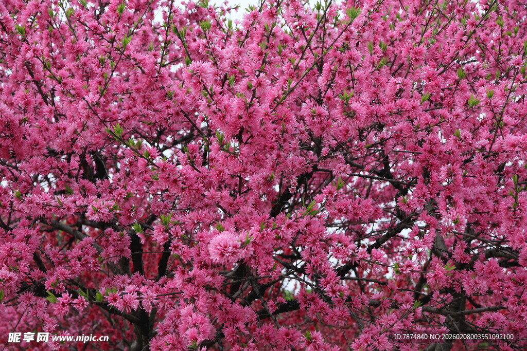 盛开的粉色繁花