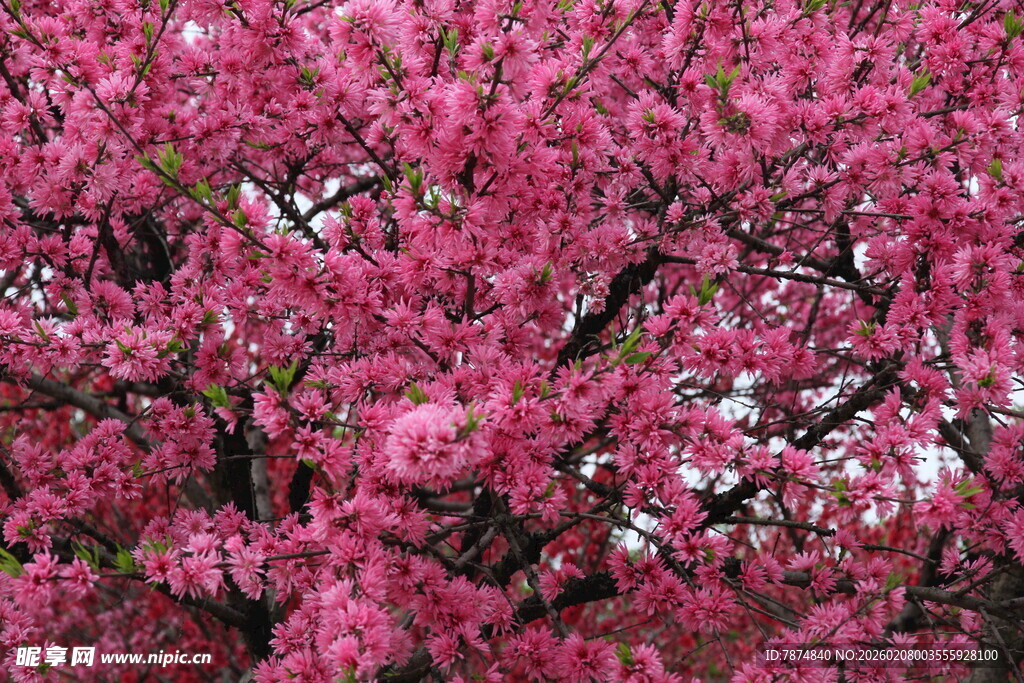 盛开的粉艳繁花
