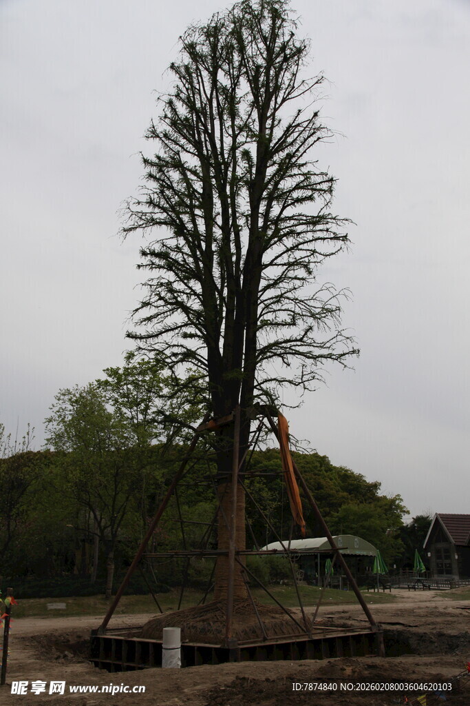 高大树木移植现场