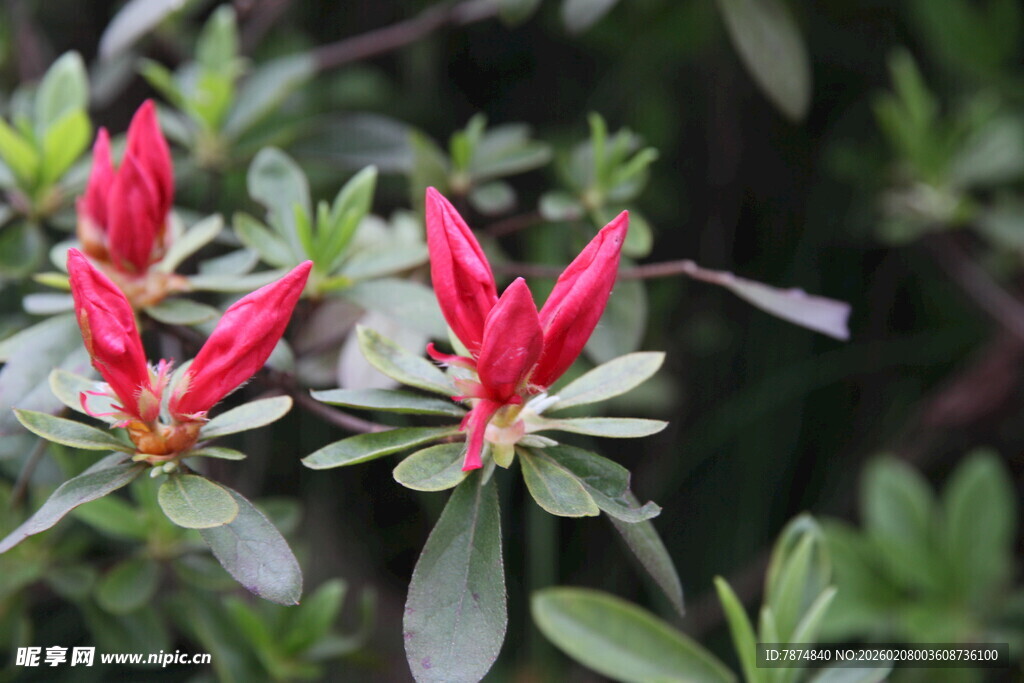 娇艳红杜鹃绽放绿叶间