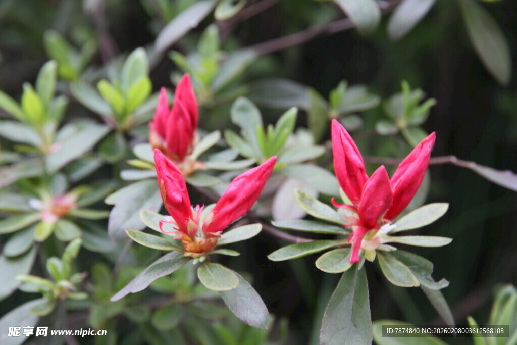 娇艳红花朵绽放绿叶间