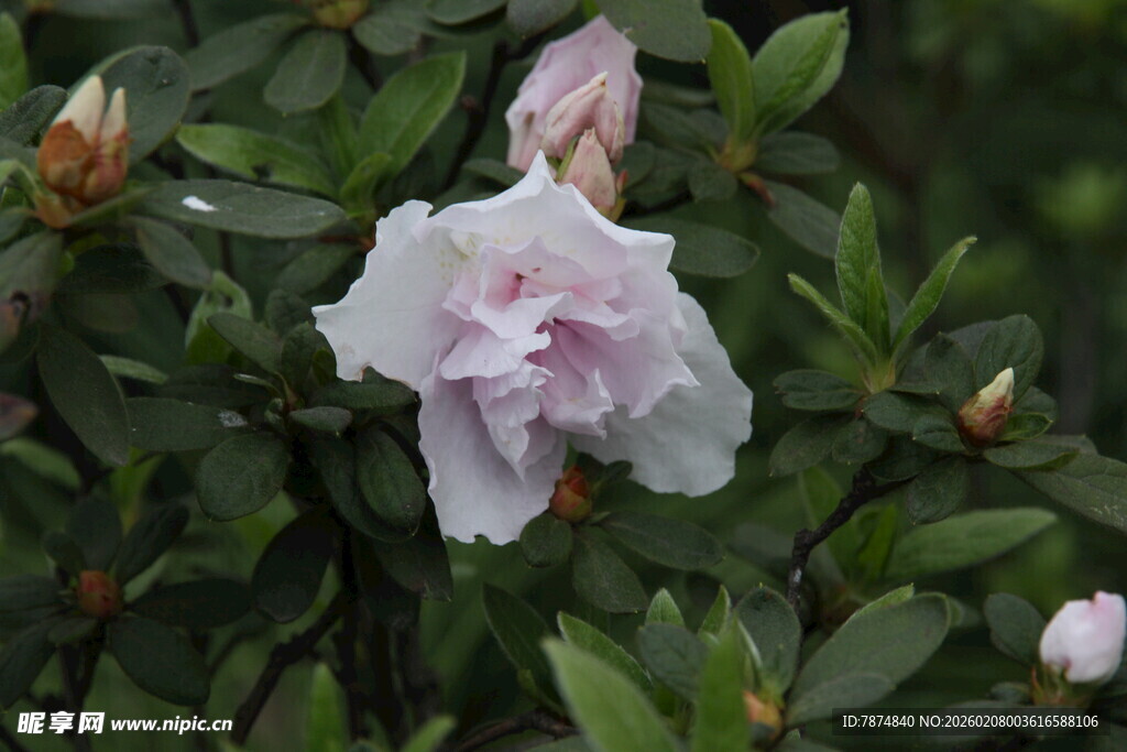 娇艳绽放的粉色杜鹃花