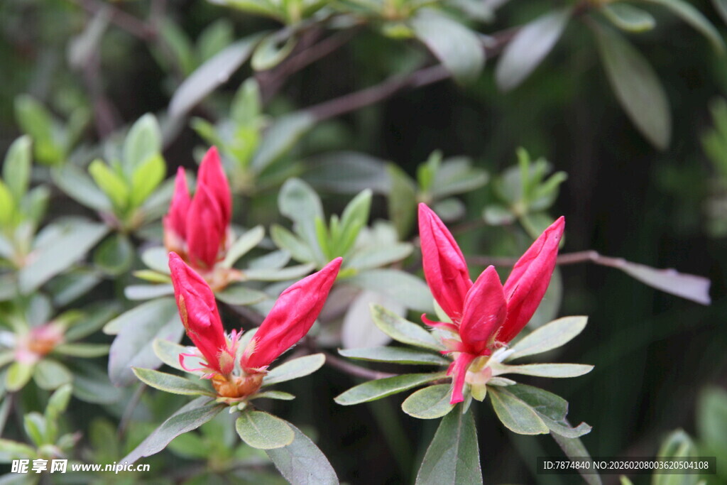 娇艳红杜鹃绽放绿叶间