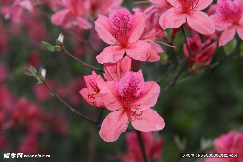 娇艳粉色杜鹃花绽放