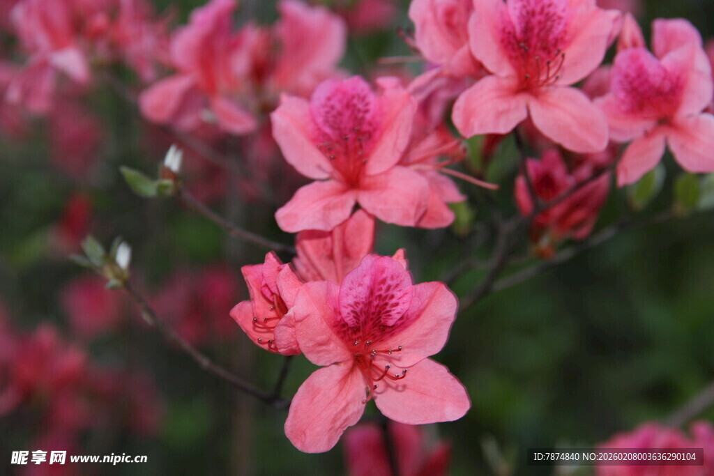娇艳粉色花朵绽放