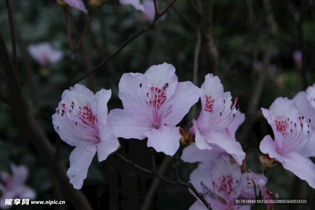 粉白杜鹃花绽放