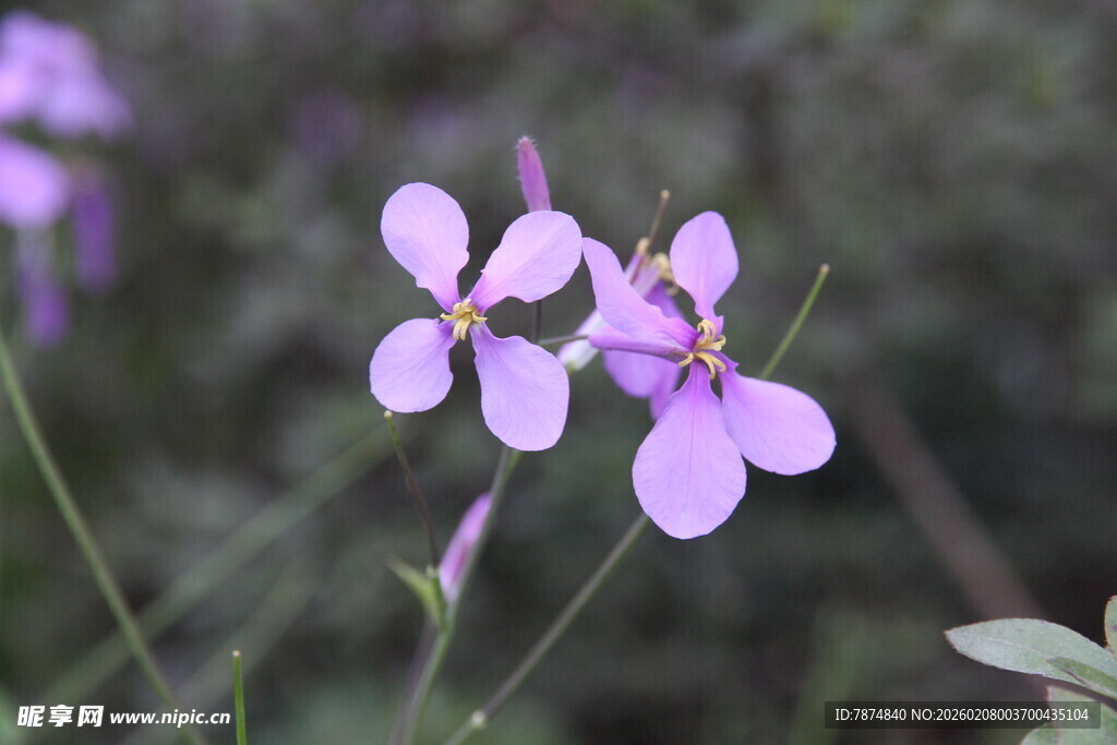 紫色小花绽放