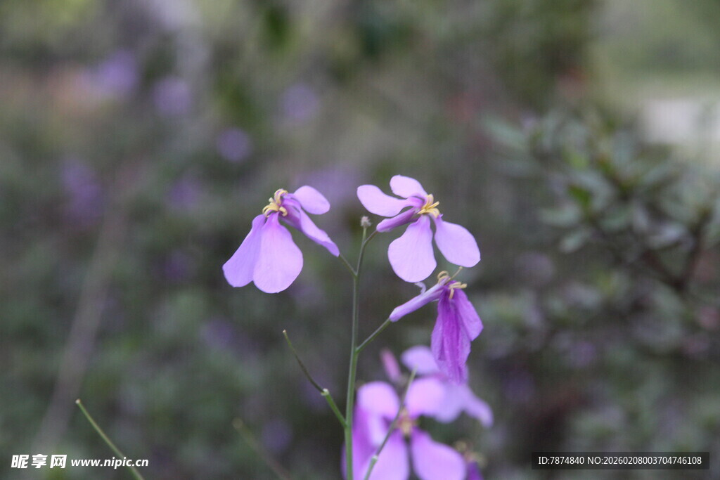 紫色小花绽放于自然间