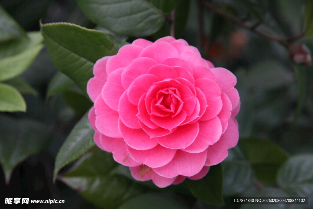 娇艳粉色山茶花绽放