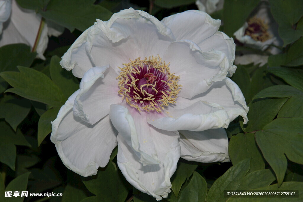 白色娇艳牡丹花特写