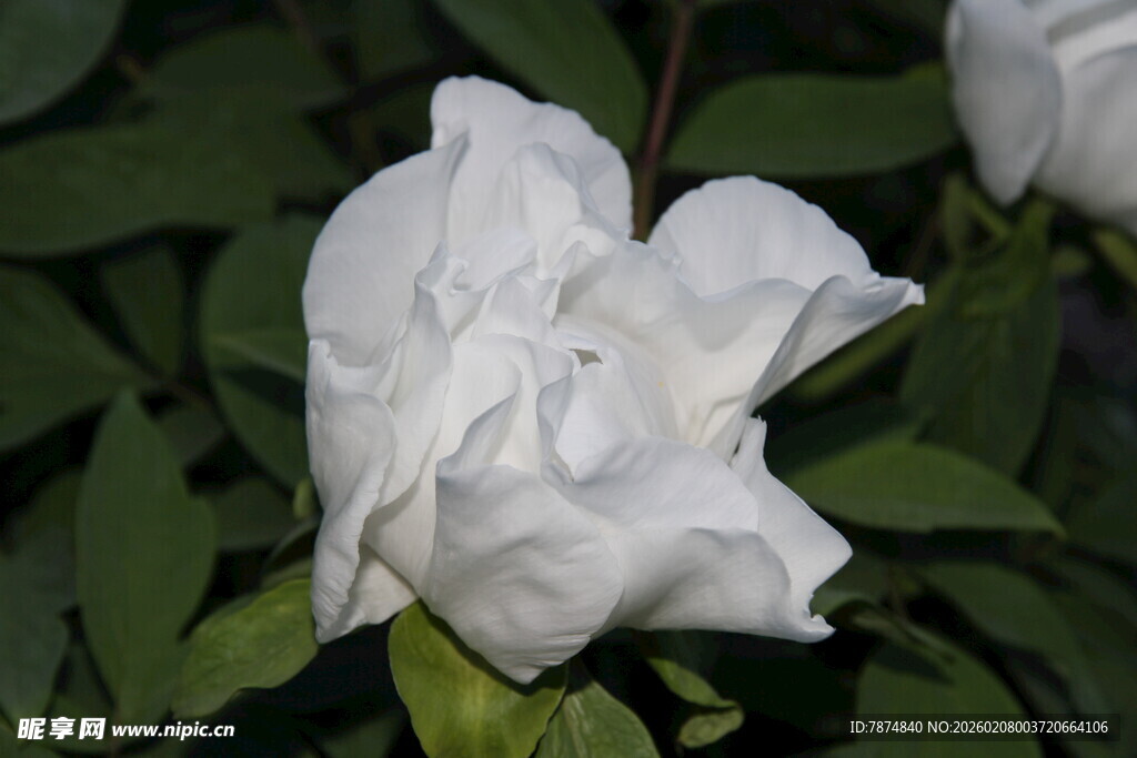 洁白素雅的栀子花绽放