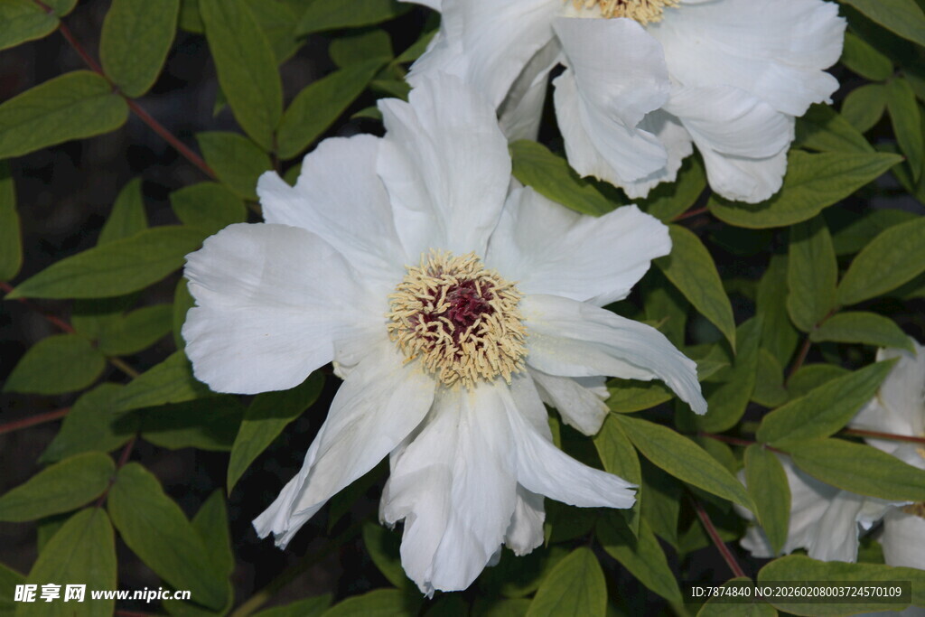 白色牡丹花绽放