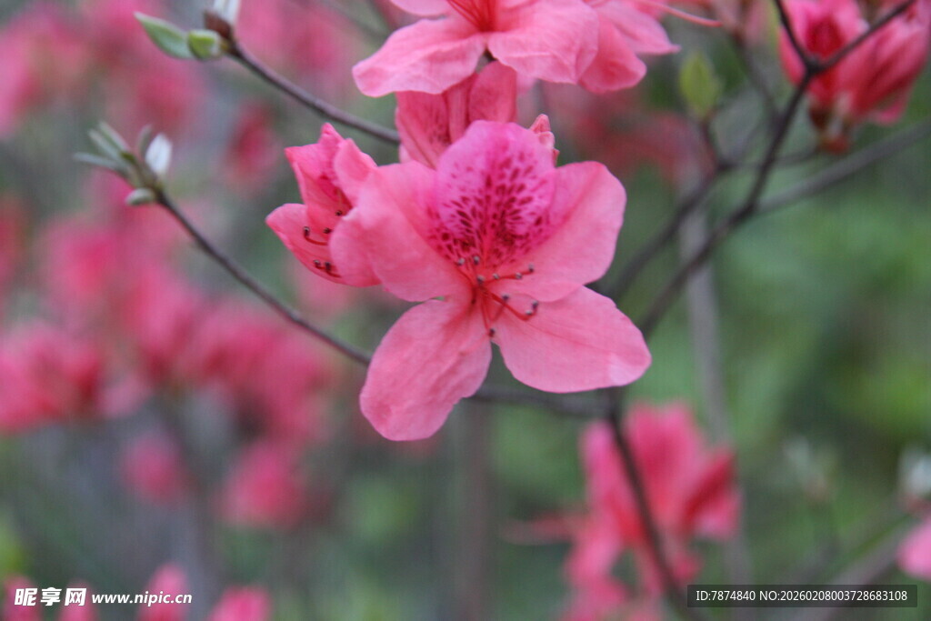 娇艳盛开的粉红色杜鹃花