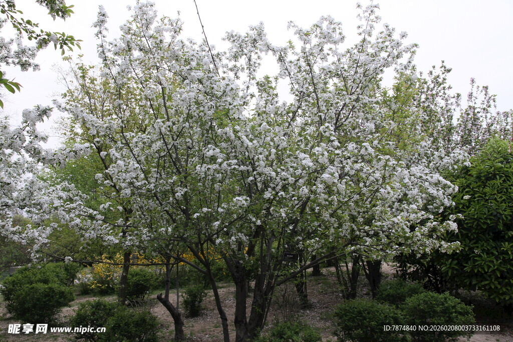 春日繁花盛开的树木景观