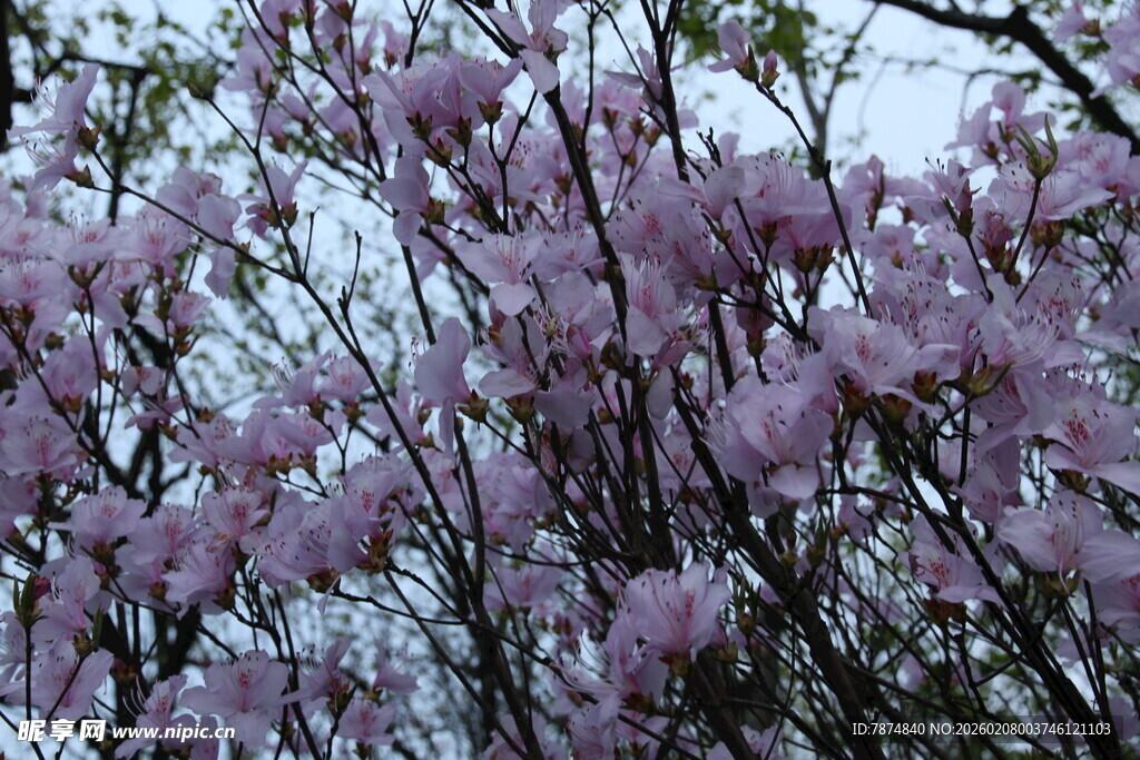 盛开的粉紫色繁花