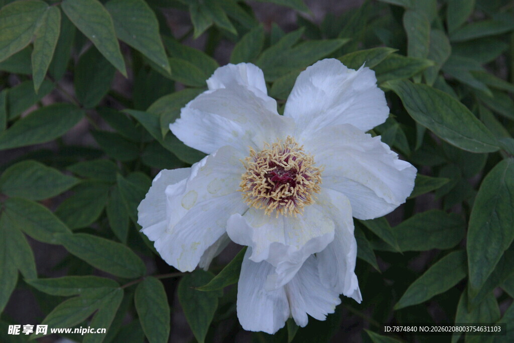 白色牡丹花特写