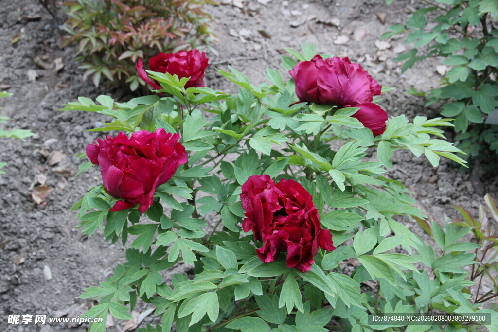 娇艳盛开的红牡丹