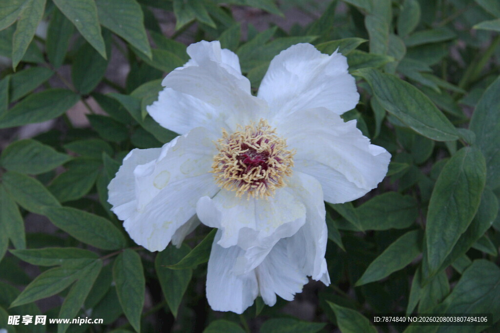洁白绽放的单朵牡丹花